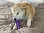 purple-fishbone-dog-toy-in-use-by-dog