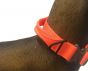 UKOM Onie Canine Safety / Glow Dog Collar 