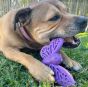 Nylon-Purple-Butterfly-Chew-Toy-With-Dog