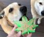 Colorado-Maple-Leaf-Dog-Toy