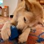 sodapup-blue-love-cube-in-use-with-dog