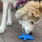 Sodapup Nylon Starfish - Power Chewer Dog Toy - Blue