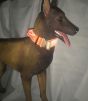 UKOM Onie Canine Safety / Glow Dog Collar (Worlds Strongest K9 Collar) on dog 2
